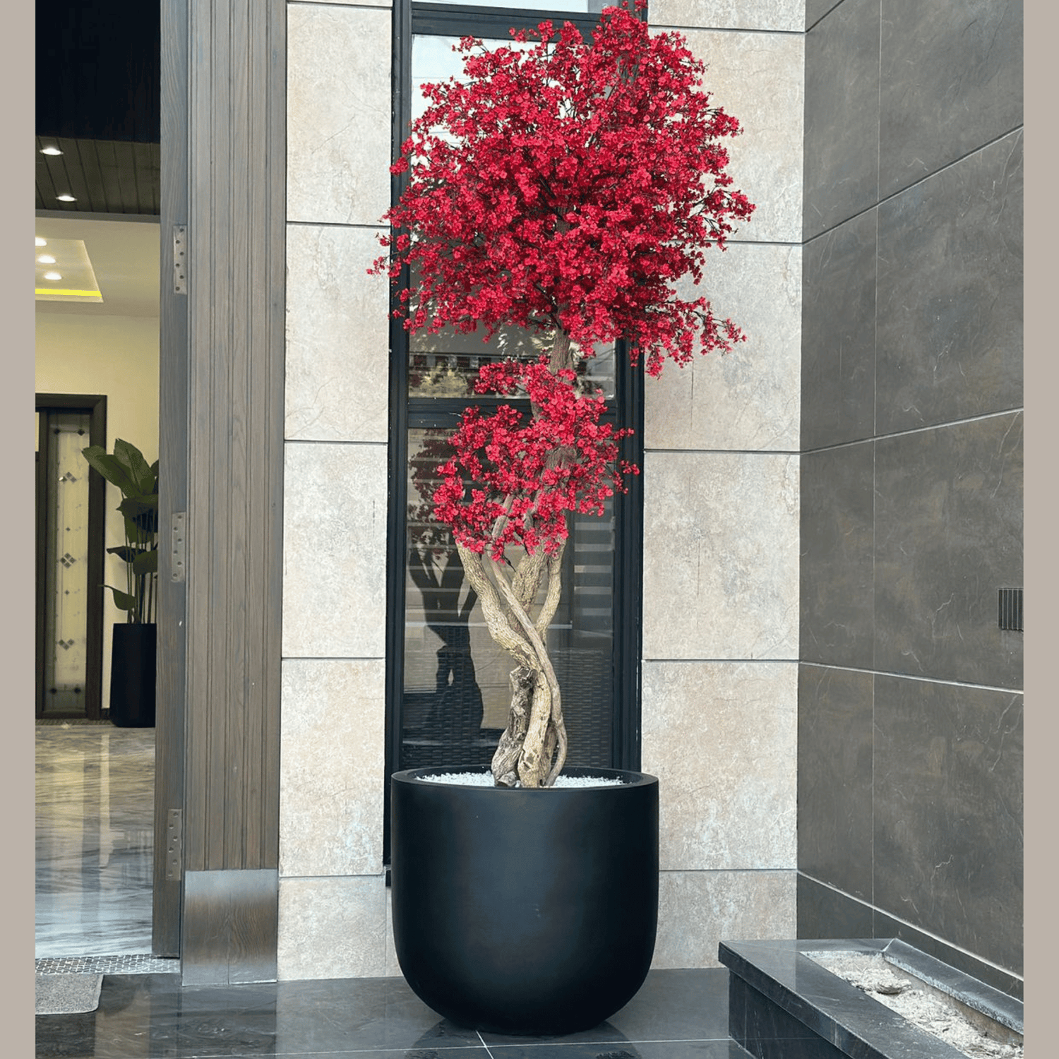 Cherry Blossom Trees